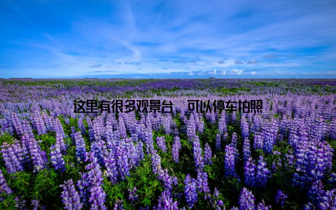 这里有很多观景台, 可以停车拍照